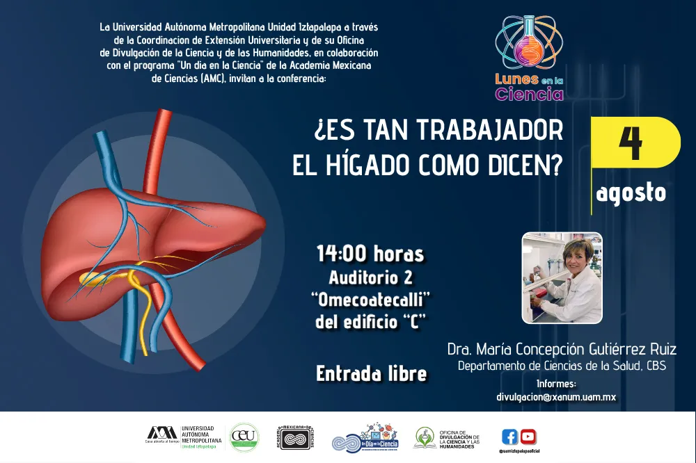 ¿Es tan trabajador el hígado como dicen?